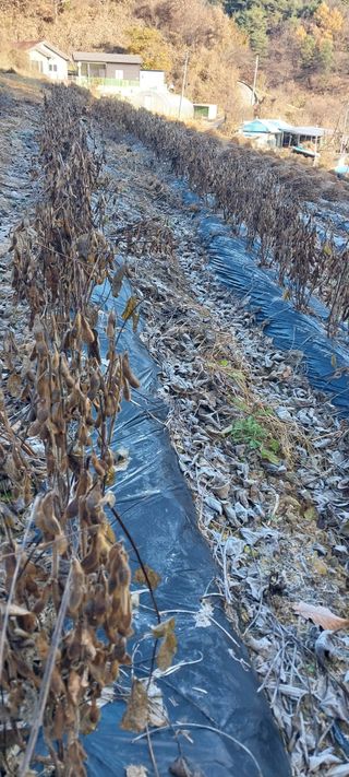 이일철 (조이산골)님의 콩 · 영농일지 작성글 사진