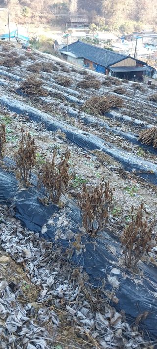 이일철 (조이산골)님의 콩 · 영농일지 작성글 사진