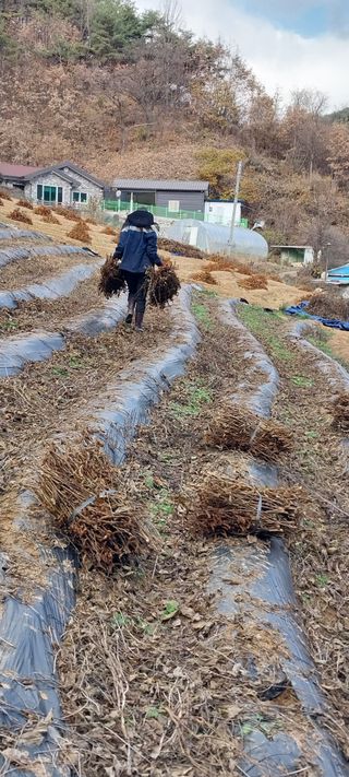 이일철 (조이산골)님의 콩 · 영농일지 작성글 사진