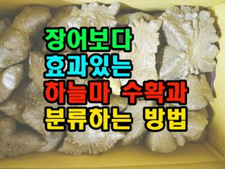 꿈꾸는텃밭님의 자유주제 · 자유게시판 작성글 사진