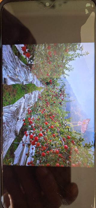 박원주(다원농장)님의 자유주제 · 자유게시판 작성글 사진