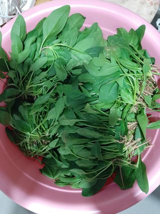 이응천님의 시금치 · 영농일지 작성글 사진