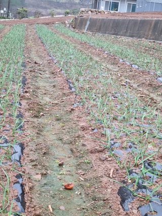 이상응님의 마늘 · 일상 작성글 사진