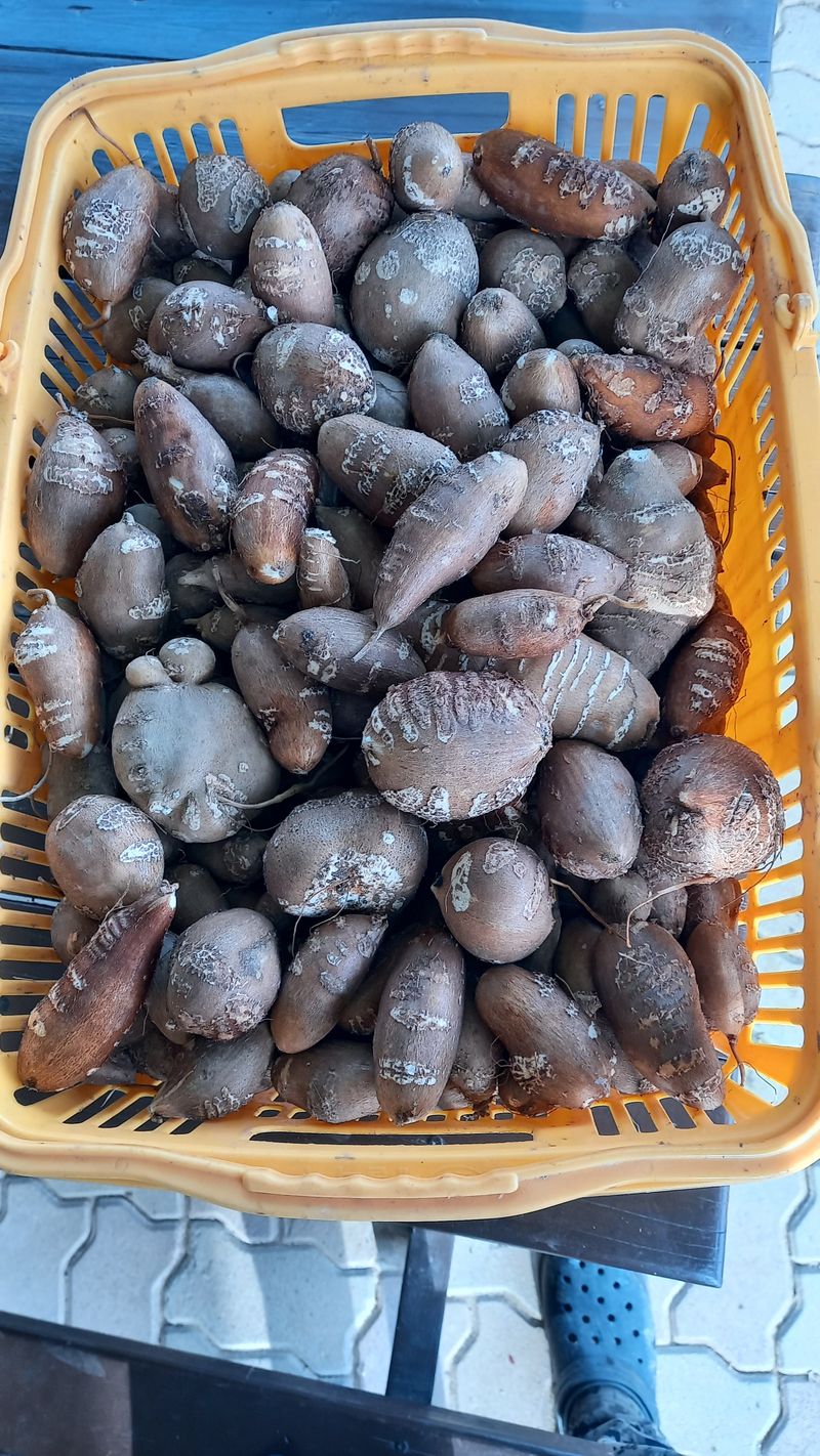 장터 상품 [인디언감자 3kg] 썸네일