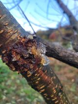 팜모닝 복숭아·병해충상담 게시글 이미지