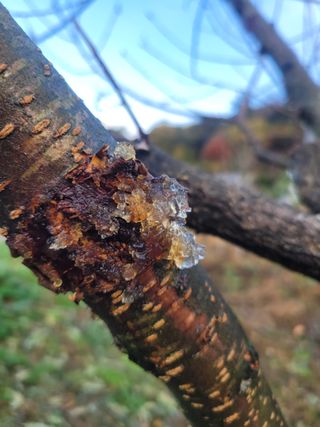 금이야놀자님의 복숭아 · 병해충상담 작성글 사진