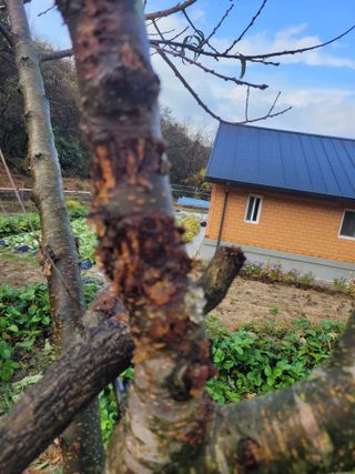 금이야놀자님의 복숭아 · 병해충상담 작성글 사진