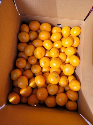 서귀포달코롬감귤농원님의 귤 · 시세•판로 작성글 사진