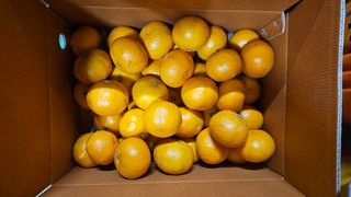 고강농원 강영자님의 귤 · 영농일지 작성글 사진