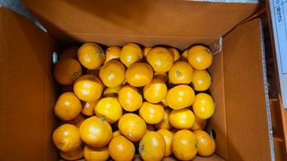 고강농원 강영자님의 귤 · 영농일지 작성글 사진