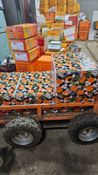 고강농원 강영자님의 귤 · 영농일지 작성글 사진