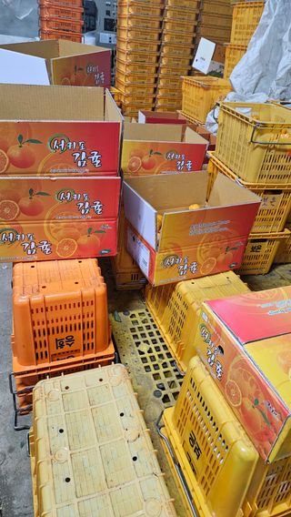 고강농원 강영자님의 귤 · 영농일지 작성글 사진