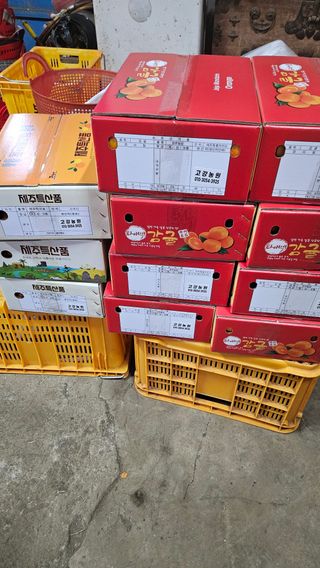 고강농원 강영자님의 귤 · 영농일지 작성글 사진