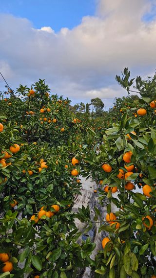 고강농원 강영자님의 귤 · 영농일지 작성글 사진