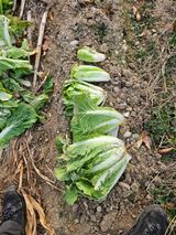 팜모닝 자유주제·자유게시판 게시글 이미지