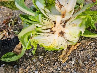 최석윤님의 자유주제 · 자유게시판 작성글 사진