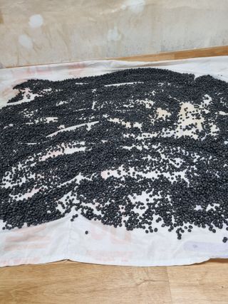 이상응님의 콩 · 자유게시판 작성글 사진