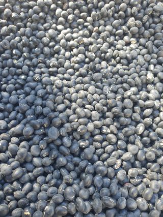 콩사랑님의 콩 · 영농일지 작성글 사진