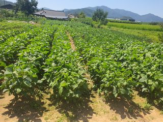 콩사랑님의 콩 · 영농일지 작성글 사진