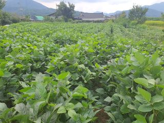 콩사랑님의 콩 · 영농일지 작성글 사진