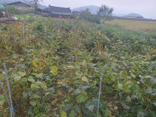 콩사랑님의 콩 · 영농일지 작성글 사진