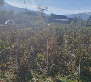 콩사랑님의 콩 · 영농일지 작성글 사진