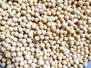 콩사랑님의 콩 · 영농일지 작성글 사진