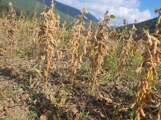 콩사랑님의 콩 · 영농일지 작성글 사진