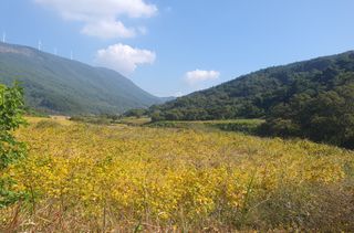 콩사랑님의 콩 · 영농일지 작성글 사진