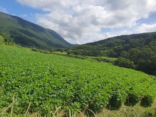 콩사랑님의 콩 · 영농일지 작성글 사진