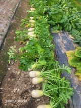 팜모닝 기타작물·영농일지 게시글 이미지