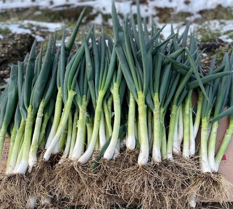 장터 상품 [연하고 맛있는 진도 대파 10kg] 썸네일