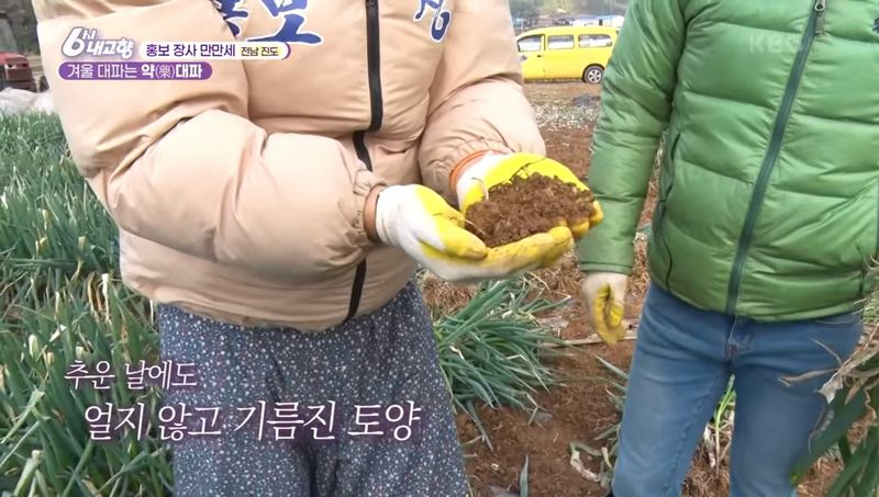 알 수 없음님의 장터 판매 상품 [연하고 맛있는 진도 대파 10kg] 첨부 사진