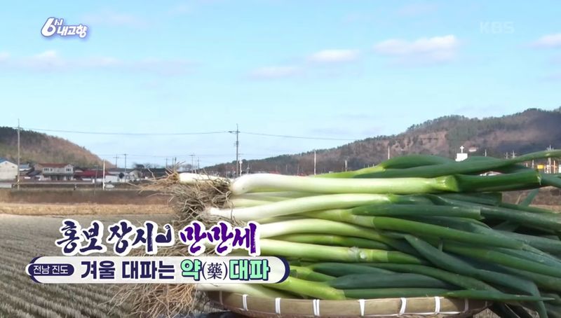 알 수 없음님의 장터 판매 상품 [연하고 맛있는 진도 대파 10kg] 첨부 사진