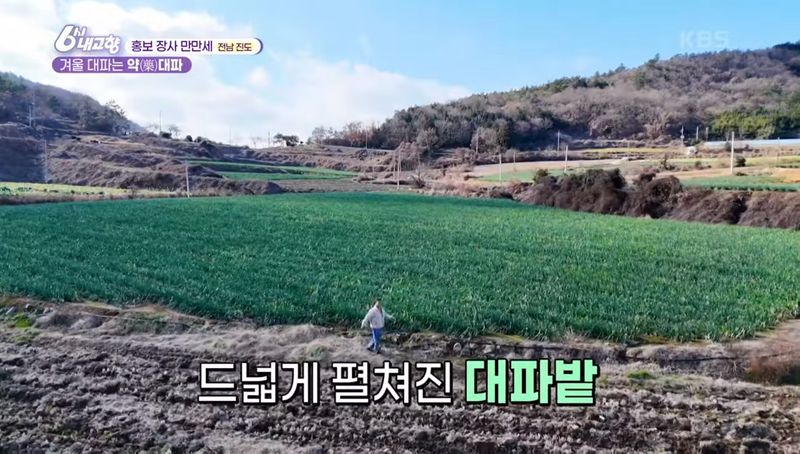 알 수 없음님의 장터 판매 상품 [연하고 맛있는 진도 대파 10kg] 첨부 사진