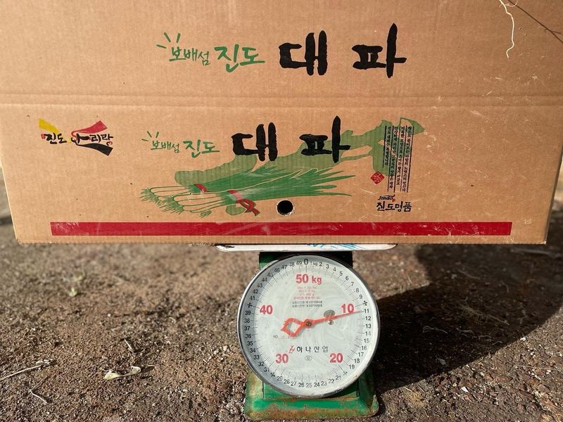 알 수 없음님의 장터 판매 상품 [연하고 맛있는 진도 대파 10kg] 첨부 사진