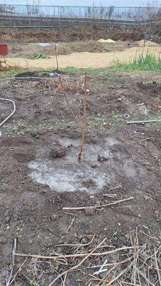 오남현님의 감 · 영농일지 작성글 사진