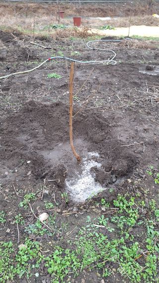 오남현님의 감 · 영농일지 작성글 사진