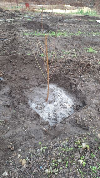 오남현님의 감 · 영농일지 작성글 사진
