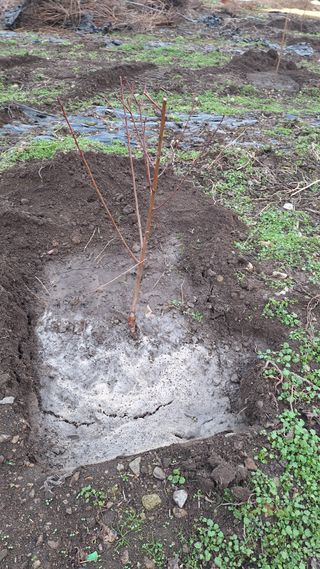 오남현님의 감 · 영농일지 작성글 사진