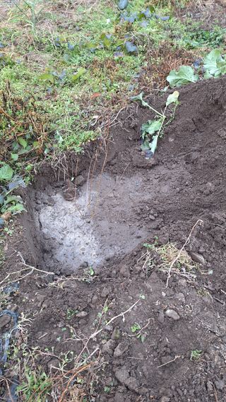 오남현님의 감 · 영농일지 작성글 사진