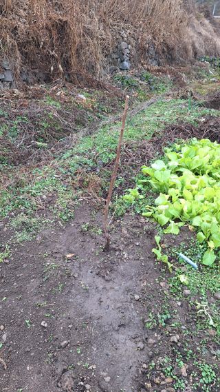 오남현님의 감 · 영농일지 작성글 사진