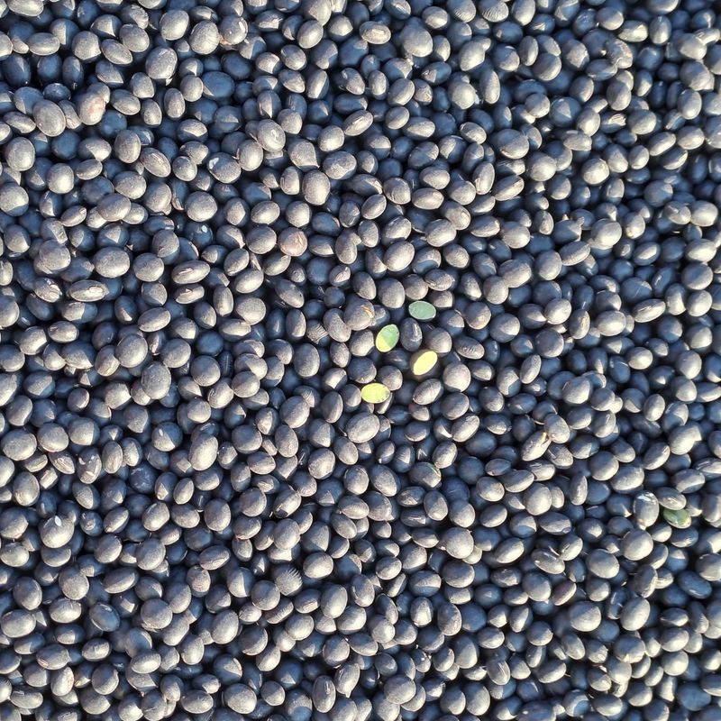 장터 상품 [귀족서리태] 썸네일