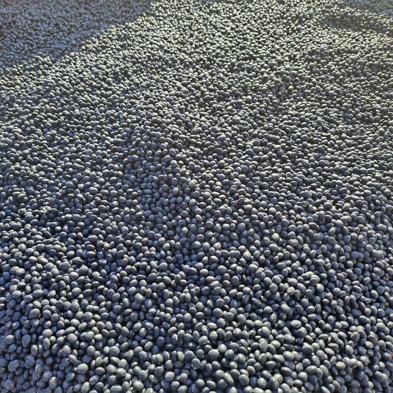 농군님의 장터 판매 상품 [귀족서리태] 첨부 사진