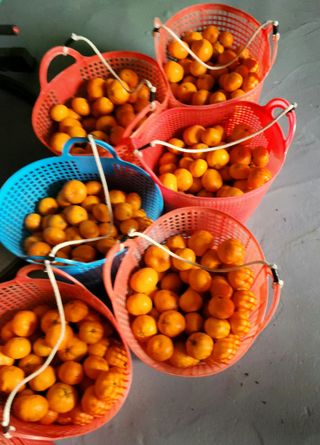 김행복님의 귤 · 영농일지 작성글 사진