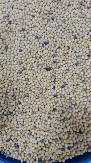 마에스타님의 콩 · 영농일지 작성글 사진