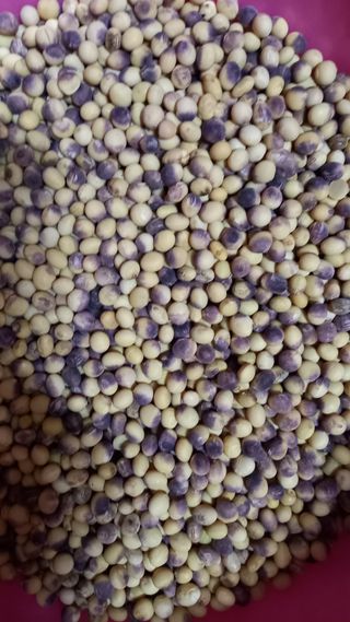 마에스타님의 콩 · 영농일지 작성글 사진