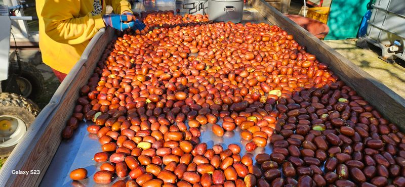 김병표님의 장터 판매 상품 [건대추 1kg] 첨부 사진