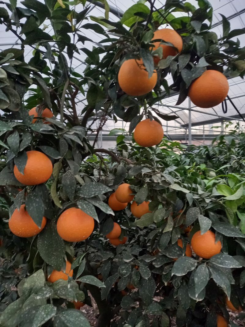 황금향님의 장터 판매 상품 [하우스황금향10kg  ] 첨부 사진