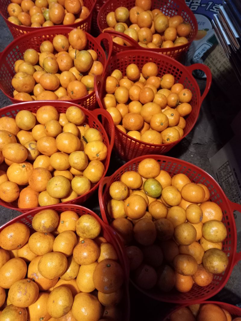 황금향님의 장터 판매 상품 [하우스황금향10kg  ] 첨부 사진